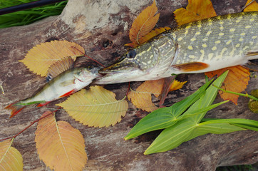 Pike and perch