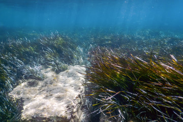Underwater background with seaweed