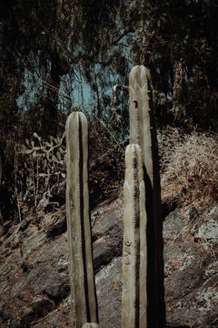 Cactus