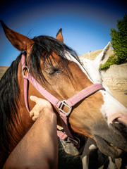 Obraz premium Horses