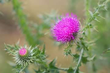 Cirsium vulgare flowers. Floral background.