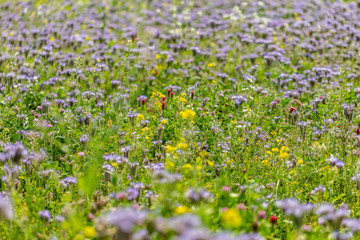 spring flowers field
