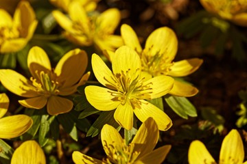 blühende Winterlinge im Februar