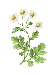 Feverfew Pencil Illustration Isolated on White