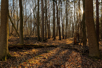 Wald bei Erfurt nach dem Winter