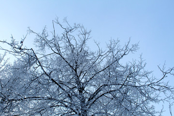 Snow-covered tree branches against the blue sky, winter krone landscape