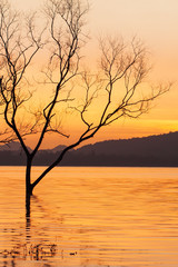 Fototapeta na wymiar Peaceful sunset time, beautiful sunset sky, twilight reflecting in the lake, gently ripple wave. Mountain backgrounds. Fantastic shape of dead trees foregrounds. Thailand. Silhouette.