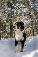 Dog enjoying a winter wonderland
