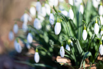 Obraz na płótnie Canvas Spring flower snowdrop is the first flower in the end of winter and the beginning of spring.