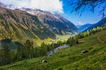 Groomed cows graze peacefully