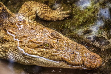 white crocodile in the water