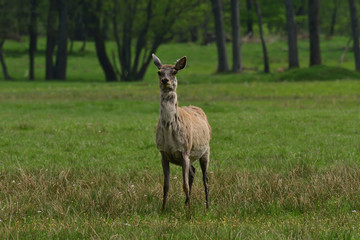 buckskin grazing and walking on the grass meadow 