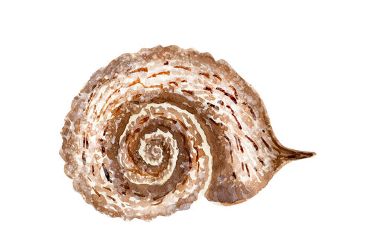 Watercolor illustration of nautilus seashell on white background