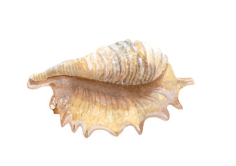 Beautiful watercolor sea shell on white background