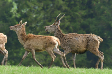 Herd of deer  and doe grazing and walking on the grass meadow 