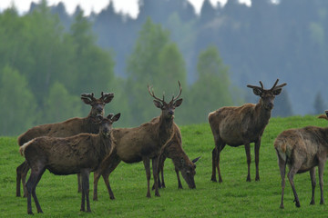 Herd of deer  and doe grazing and walking on the grass meadow 