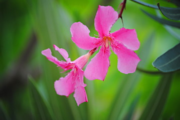 Fleurs de lauriers