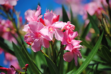 Fleurs de lauriers