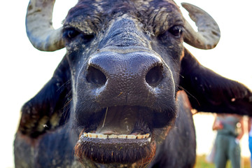 Water buffalo (Bubalus bubalis) muzzle. Closeup portrait. Buffalo wildlife. Funny muzzle looking. Odd bizarre weird muzzle. Wild, strong, primal.