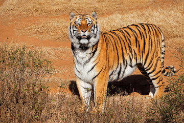 Fototapeta na wymiar Alert Bengal tiger (Panthera tigris bengalensis) in early morning light.