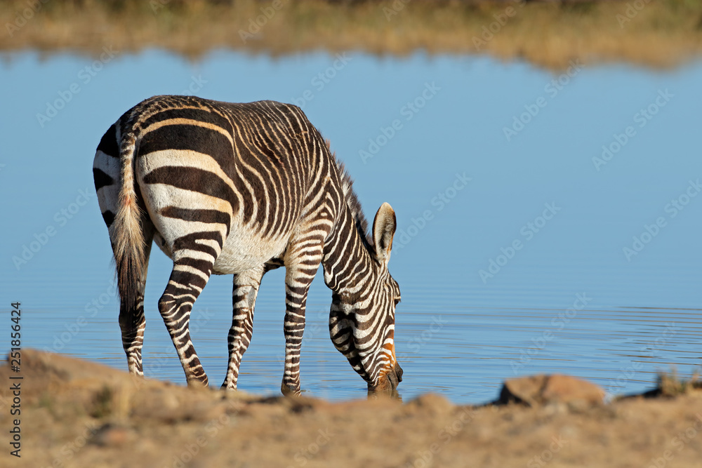 Poster A Cape mountain zebra (Equus zebra) drinking at a waterhole, Mountain Zebra National Park, South Africa.