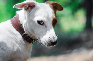 cute dog