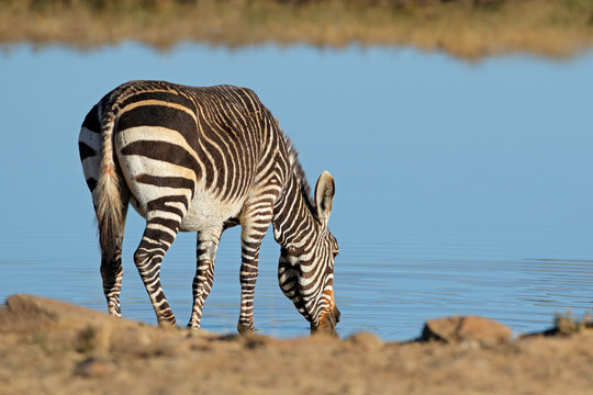 A Cape mountain zebra (Equus zebra) drinking at a waterhole, Mountain Zebra National Park, South Africa.