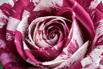 Red with white speckled rose with droplets, close-up macro flower image.