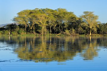 Distinctive fever trees (Vachellia xanthoploea) growing on the edge of a lake, Mkuze game reserve, South Africa.
