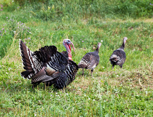 Male Turkey and his turkeys walk in the field