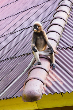cercopiteco tailandese seduto sul tetto della casa