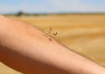 close up of a brown praying mantis on human arm in front of a field landscape background