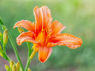 Obraz premium Orange lily in the garden on a green blurry background_