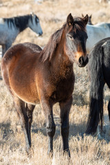 Obraz premium Wild Horse Foal in Winter in Utah