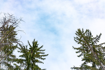 The tops of the fir trees on a slightly cloudy winter day against the blue sky.