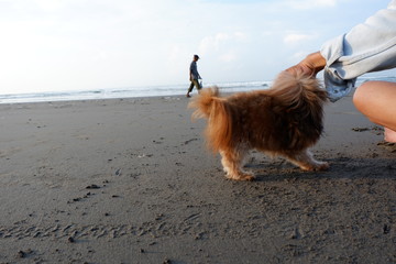 very cute dog playing on the beach