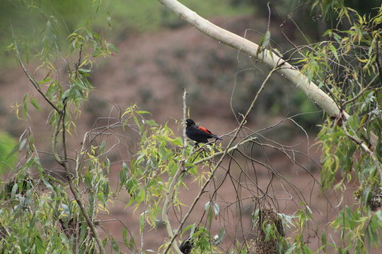 Guaxi vermelho