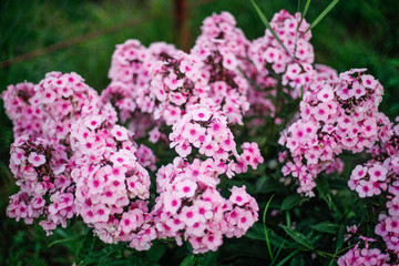 purple flowers in the garden