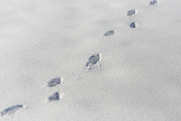 dog tracks on snow background
