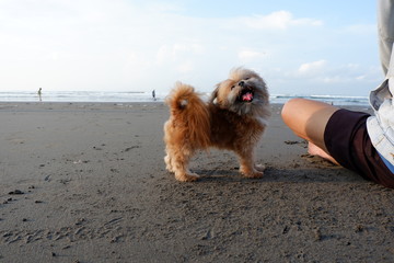 very cute dog playing on the beach