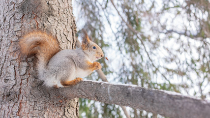 Naklejka na ściany i meble Squirrel with a fluffy tail eating nuts on a tree branch in the winter.
