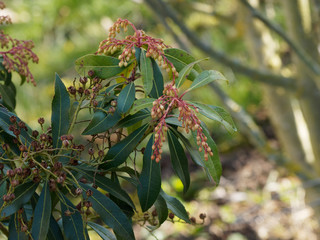 Pieris japonica. Andromède du Japon. Un arbuste ornemental aux feuilles ovales, étroites de couleur vert foncé et aux fleurs en panicules rosâtres en fin d'hiver 