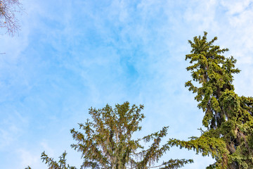 The tops of the fir trees on a slightly cloudy winter day against the blue sky.