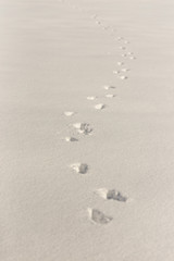dog tracks on snow background