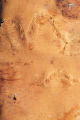 Fototapeta na wymiar Art background. Striped cracked seamy side of the birch bark