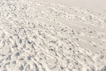 many tracks of flocks of sheep in the snow