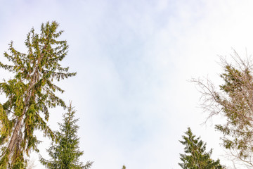 The tops of the fir trees on a slightly cloudy winter day against the blue sky.