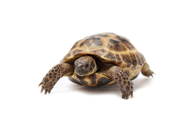 Central Asian land tortoise, turtle on white background