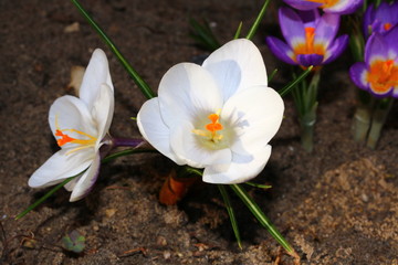 Geöffnete Krokusblüten