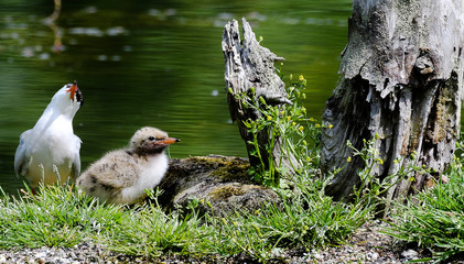 Sterna hirundo, Flußseeschwalben